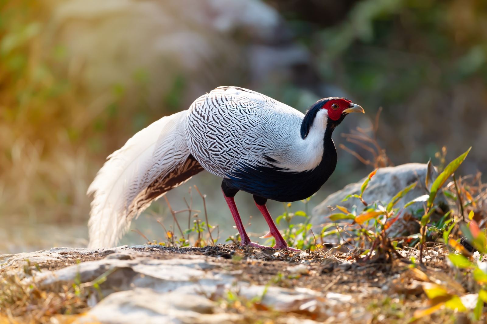 Từ gà lôi trắng đến bản án 6 năm tù: Khi công lý cần có một trái tim