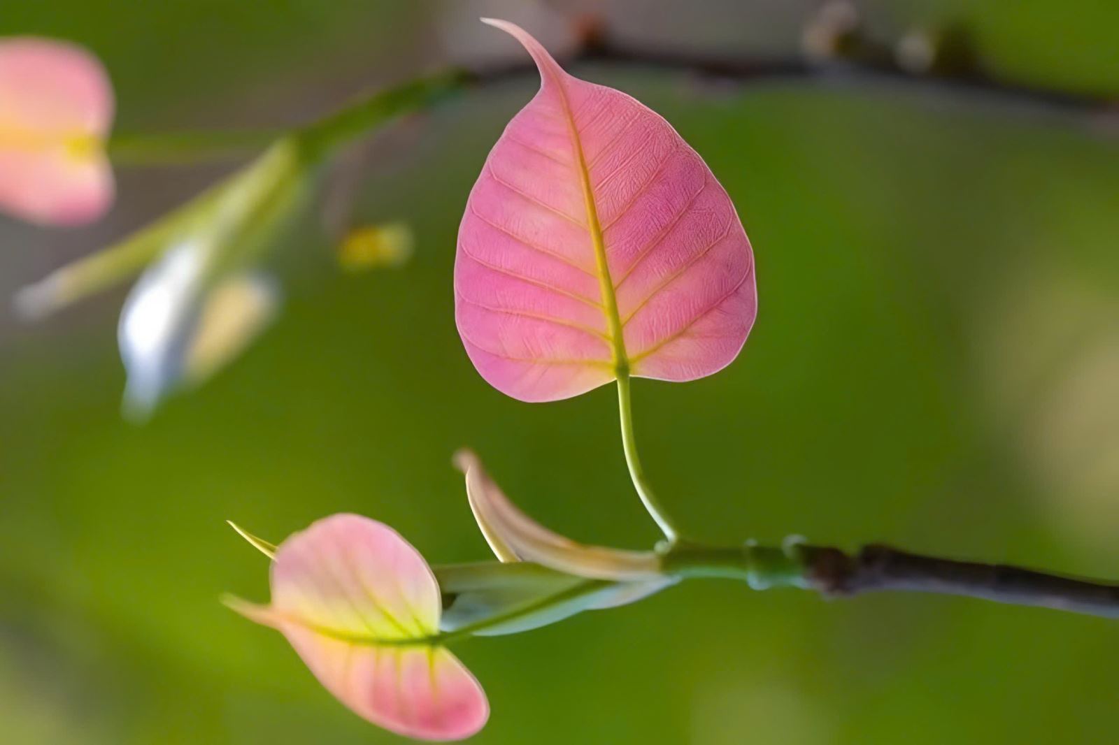 Đắng, cay, ngọt, bùi… Nghề Biện hộ - Hành trình qua muôn kiếp nhân sinh