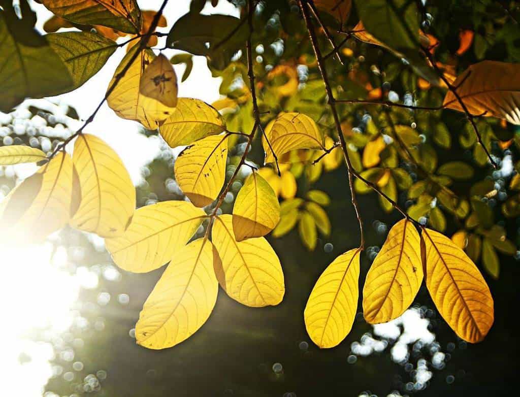 Ba đứa trẻ và gói cà phê cuối cùng trước chuyến bay trở về New Zealand